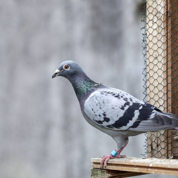 Comment se débarrasser des pigeons sur le Bassin d'Arcachon