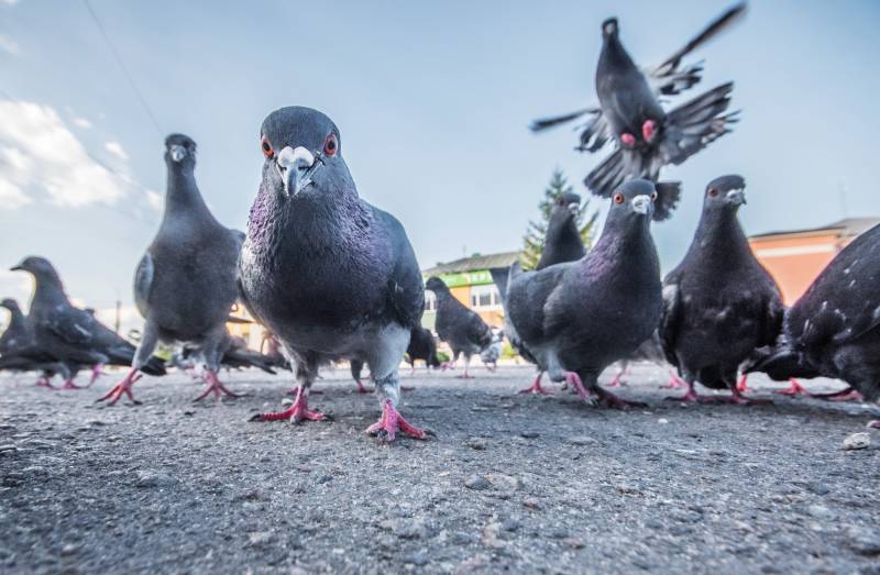 Comment se débarrasser des pigeons à Arcachon